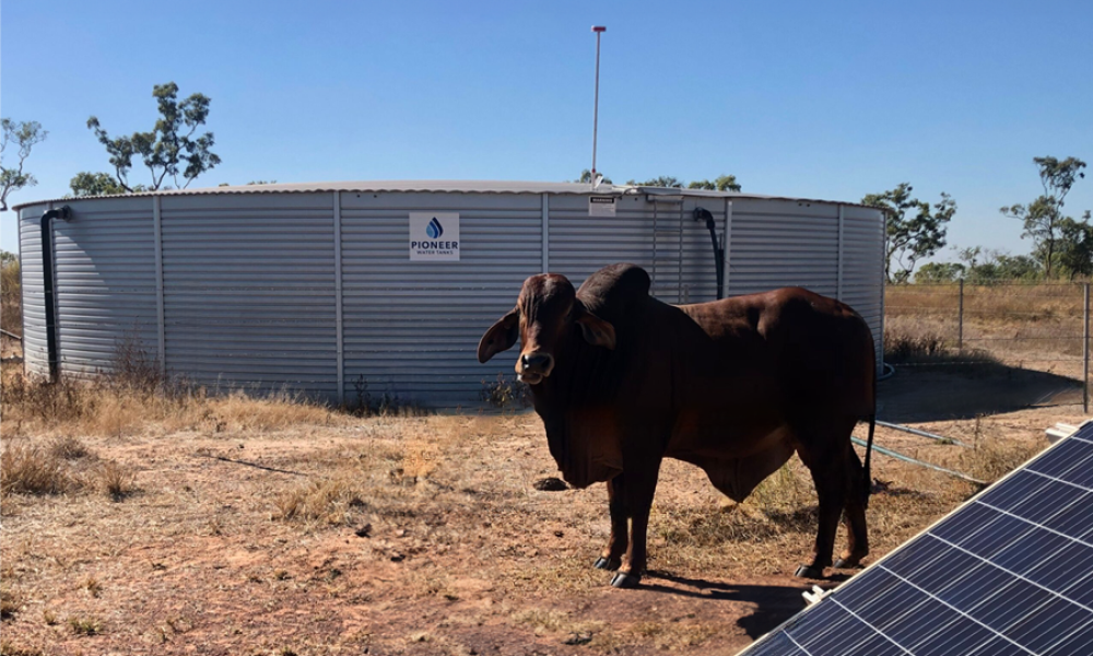 cattle-tanks-for-sale