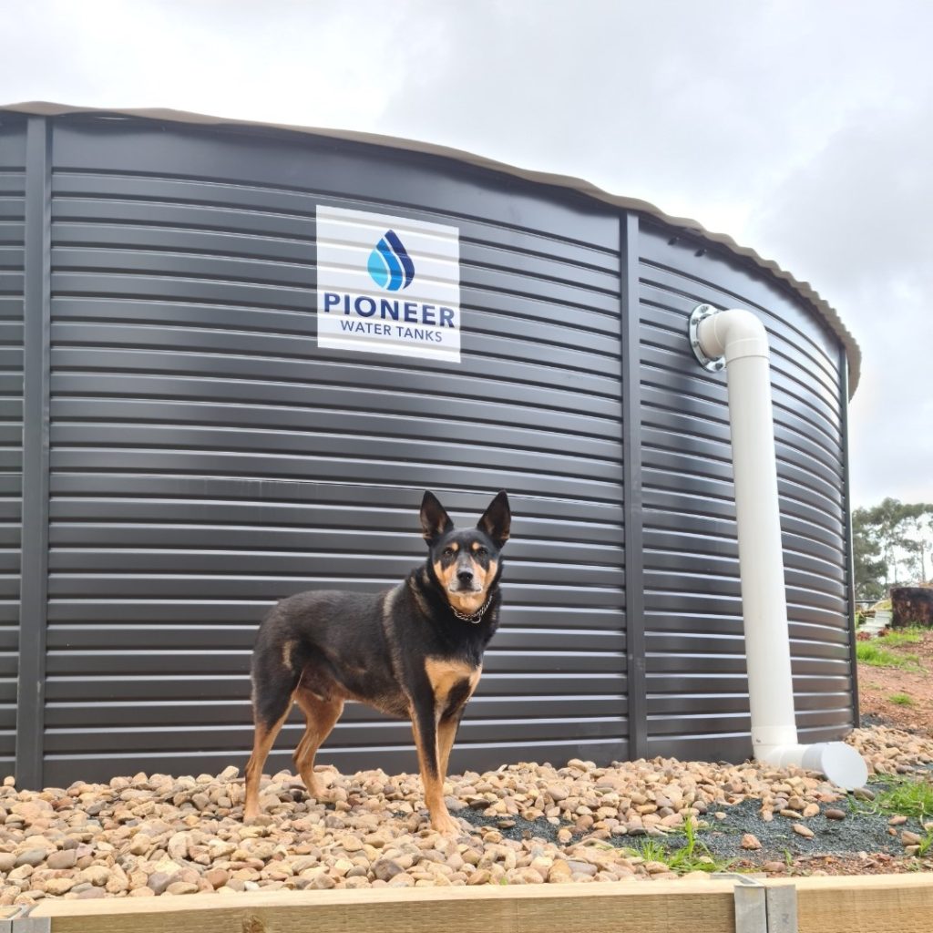 Heidi Wade Dog Tank
